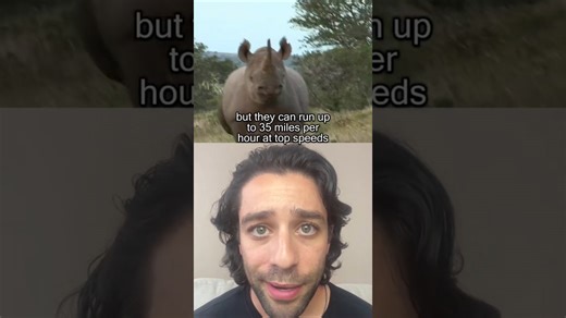 How to survive a rhino encounter in the wild