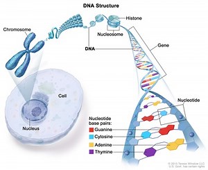 DNA