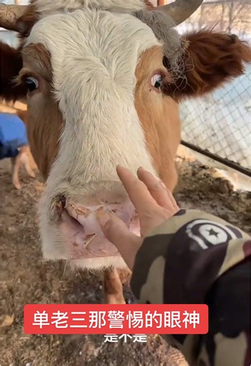 单老三那警惕的眼神