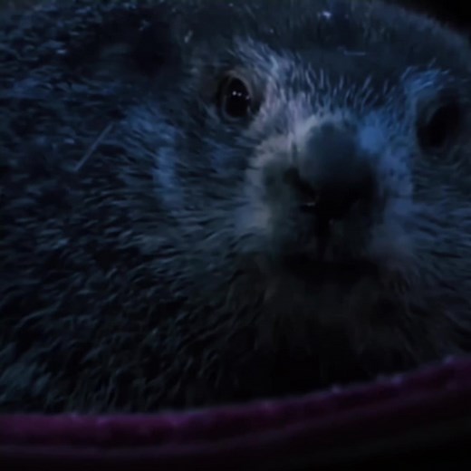 Bitter Coleslaw on TikTok