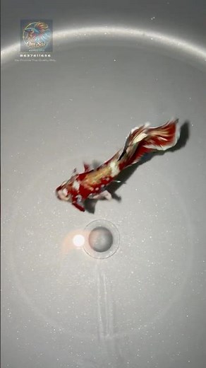 Barongsai Betta Breeding Process – Rare Betta Pair Breeding in Action!