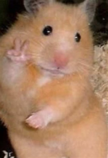 Adopt a Hamster: Share Your Wishes!