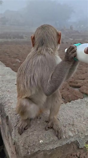 Monkeys feeding the milk 🥛 😋 😍 #Monkey #baby #drinking #milk#fyp