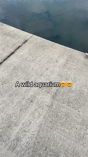 Exploring Unique Aquatic Species in Aquariums