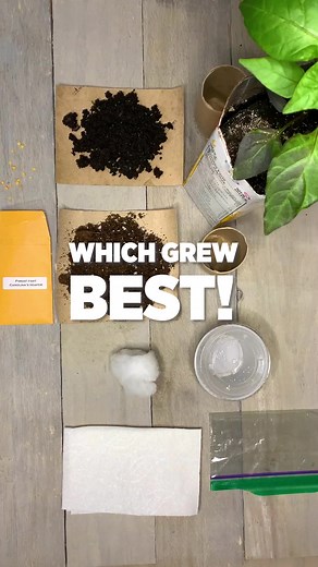 4 ways to seed start peppers. If you're having trouble germinating peppers, try anyone of these 4 methods to increase your chance of success. #peppers #howto #learning #gardeningtips #gardening #gardening101 #inspiration | Plantedinthegarden