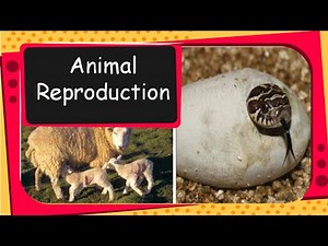 Science - Animal reproduction, Egg laying animal and Mammals - English
