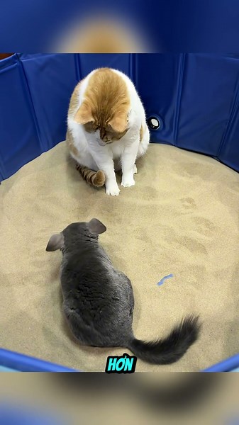 Cat Power vs. Giant Rat