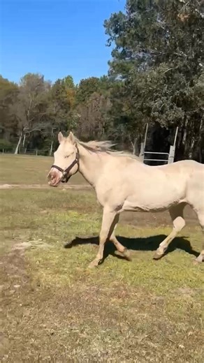 11-2-25 | Pasture Pals Equine Rescue