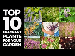 Top Ten Fragrant Plants for your Garden
