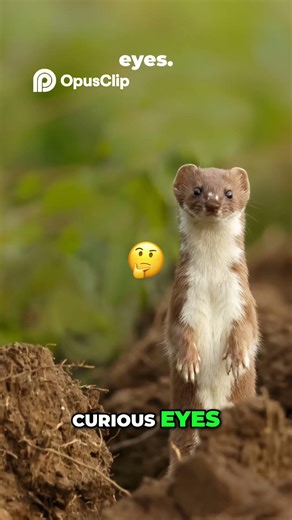 Smallest Carnivore: The Least Weasel's Ruthless Hunt #natureshorts #wildlife #animals