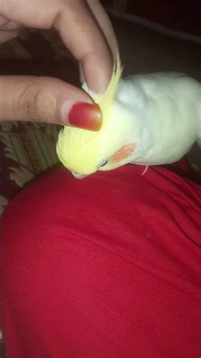 🐥 “Sweet moments of love 💛 Cuddling time with my cockatiel!” 🕊️✨#birds #kokatel