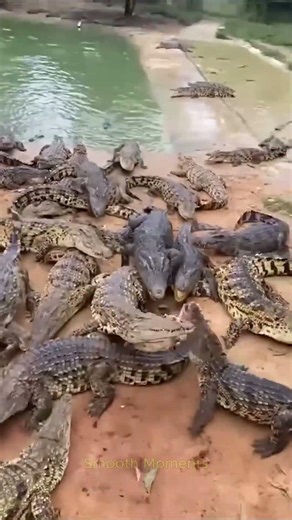 The SHOCKING Truth About Animal Evolution #animals #animallife #cuteanimals