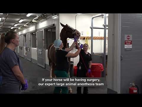 Galbreath Equine Center: What to Expect