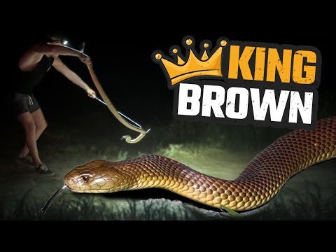 HUNTING AUSTRALIA'S LARGEST VENOMOUS SNAKE | MULGA SNAKE | 9 REPTILE SPECIES | HERPING SOUTH AUS EP1