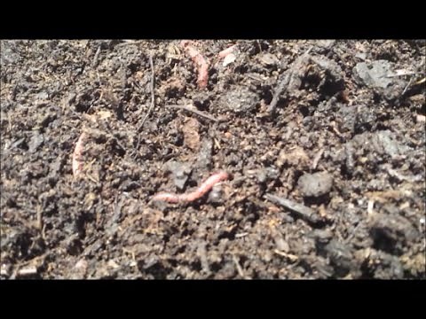Redworm laying an egg cocoon