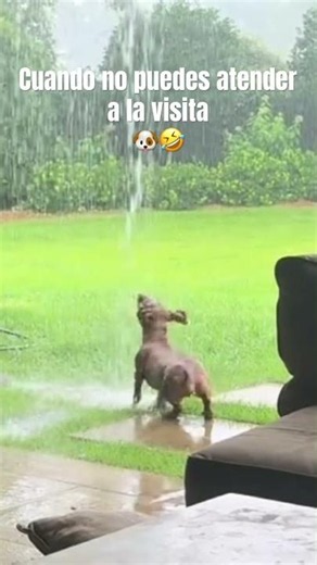 When the guests can wait 🐶🤣 #viralvideo #funny #dog #dogs