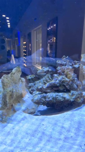 Boca Aquarium on Reels