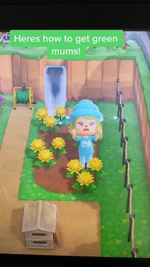 How to Get Green Mums in Animal Crossing