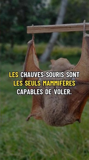 🦇 Les chauves-souris sont les seuls mammifères capables de voler. #Shorts