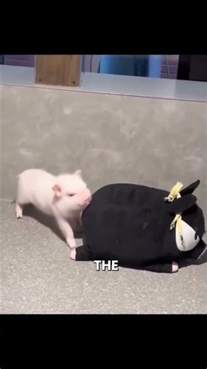 These chubby little piglets are so cute!