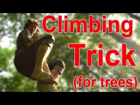 Climbing big trees with no branches using a 3ft of rope or a root.