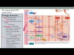 Muscles in Action: metabolism and ATP