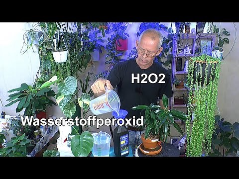 H2O2 Wasserstoffperoxid für Pflanzen nutzen Hydrokultur Hydroponik und Substrat. Der Test Anfang