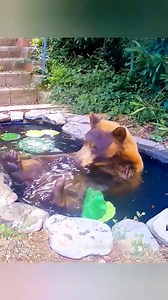 1.4M views · 82K reactions | Bear family visited human family everyday #Bears #bearsofinstagram #animalworld #animalsofinstagram #loveanimals #animallover #animals #animalplanet #fypシ゚ | AnimalLove Stories | Facebook