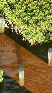 619K views · 3.1K reactions | King Tides are here, causing unusually high water levels. This morning's high tide completely covered the docks on the Loxahatchee River in Tequesta, FL. Check out the video to see how much higher the water is than normal. Filmed Ocotber 4th, 2025. | Paul Dabill Photography | Facebook