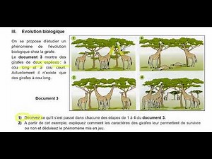 Corrigé d'un exercice d'évolution biologique