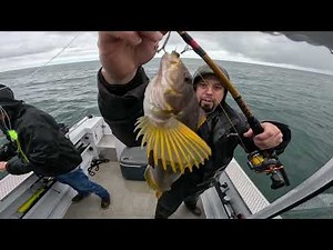 Lingcod fishing off the oregon coast!