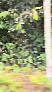 Singapore’s first 🌳🏨 Rainforest Resort is here. Located in the heart of Mandai Wildlife Reserve. This is a sneak peek of Mandai Rainforest Resort by Banyan Tree. Only opening in April 2025. #travel #traveling #reels #nature #wildlife #hotel #resort #singapore #photography #mandairainforestresort #banyantree | SUPERADRIANME.com