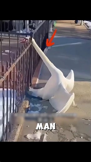 He Saved a Swan… Then Heard Something Shocking 😳