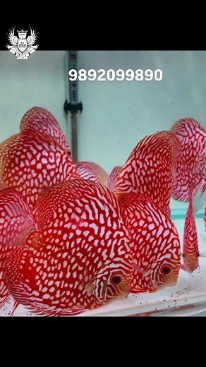 BEAUTIFUL CHECKERBOARDS DISCUS #discusfish #discusninja #diskus #discus #india #reels #aquariumhobby #reelsinstagram #aquarium #tropicalfish #fish | Discus Ninja
