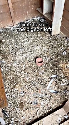 Time to sort out the Pigeon Loft | SkyRacer Pigeon Community