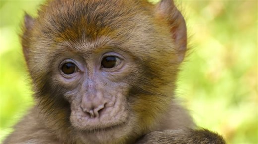 N.J. man paid people to torture monkeys on video. Now he’s going to prison for it.