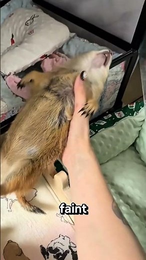 The Cutest and Most Dramatic Squirrel Ever Pretends to Faint for Attention! 🐿️😂