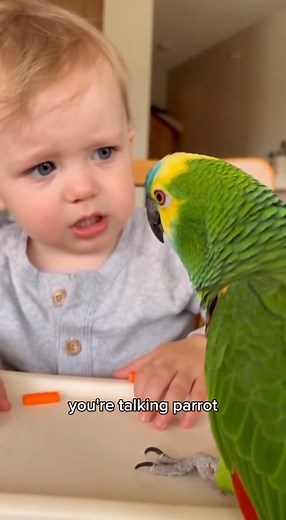 Hey Can You speak Baby talking to Parrot #Baby #usareels #parrot #talkingparrot #Cute #funny #funnyvideos | Cryptic News