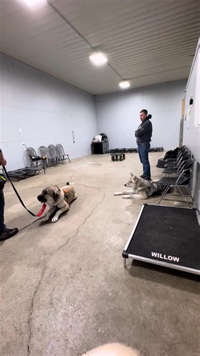 Well would you look at that!!!!! Mr. Bear, our Anatolian Shepherd that has come to us due to severe reactivity/ aggression issues toward other dogs has been making so much progress and we couldn't be more proud! Just two weeks ago this would not be possible to have him being this close to another dog let alone doing it so calmly. When it comes to reactive/aggressive dogs, dogs with obedience issues, or any issue in general, we provide real dog training with real results! So stop waiting and star