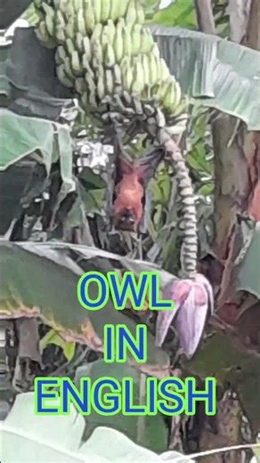 വവ്വാൽ BAT