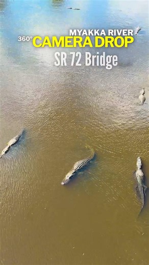 Dropping at 360 Camera into a pit of alligators on the Myakka river!!