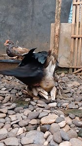 Terus beerusaha 💪💪🦆🐣🦆 #muscovyduck #animals #muscovy #ducks #patos #pato #pets #video | Gnoek