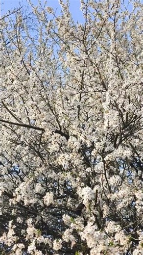 White Blossom Magic 🌸 | Nature’s 30-Second Calm