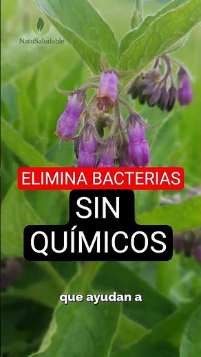 The plant that protects your wounds and eliminates bacteria naturally 😱