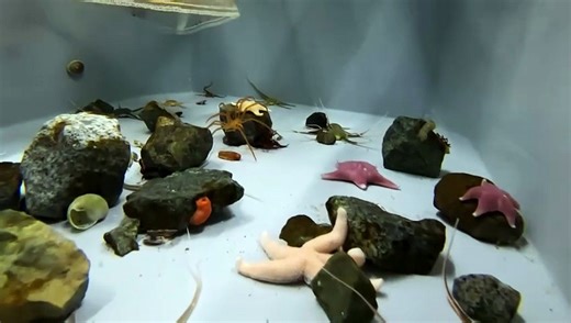 Sealife at risk due to rising temperatures in Antarctica