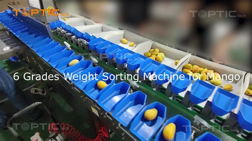 304 Stainless Steel Shrimp and Seafood Sorting Machine High Efficiency Fruit & Vegetable Weight Sorting & Grading System