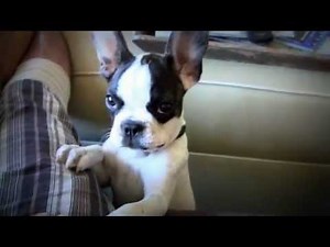 French Bulldog That Can Talk (Talking Frenchie)