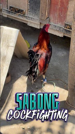 Sabong Cockfighting Rooster Philippines