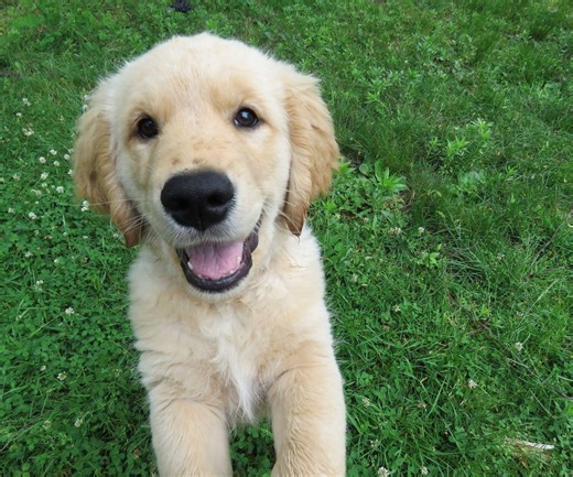 QUIZ o zwierzętach. Czy rozpoznasz te rasy psów? 13/13 zdobędą nieliczni!