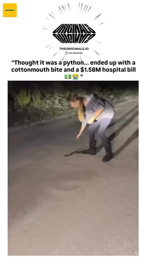 Christopher ✨ on Instagram: "The video captures Alyssa Ioia's September 2025 python hunt in Florida, where she mistook a venomous cottonmouth for a non-venomous python, resulting in bites on both hands and rapid hospitalisation. Cottonmouth venom causes severe tissue damage and systemic effects; studies in the Journal of Medical Toxicology indicate antivenom doses average 4-6 vials per moderate bite, but her 70 vials reflect an extreme case, escalating risks of compartment syndrome. US antivenom